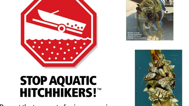 aquatic