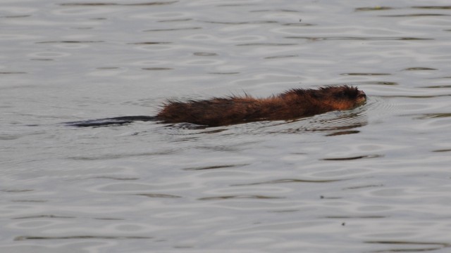 muskrat